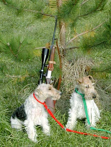 fox-terrier poil dur, wire-haired fox terriers